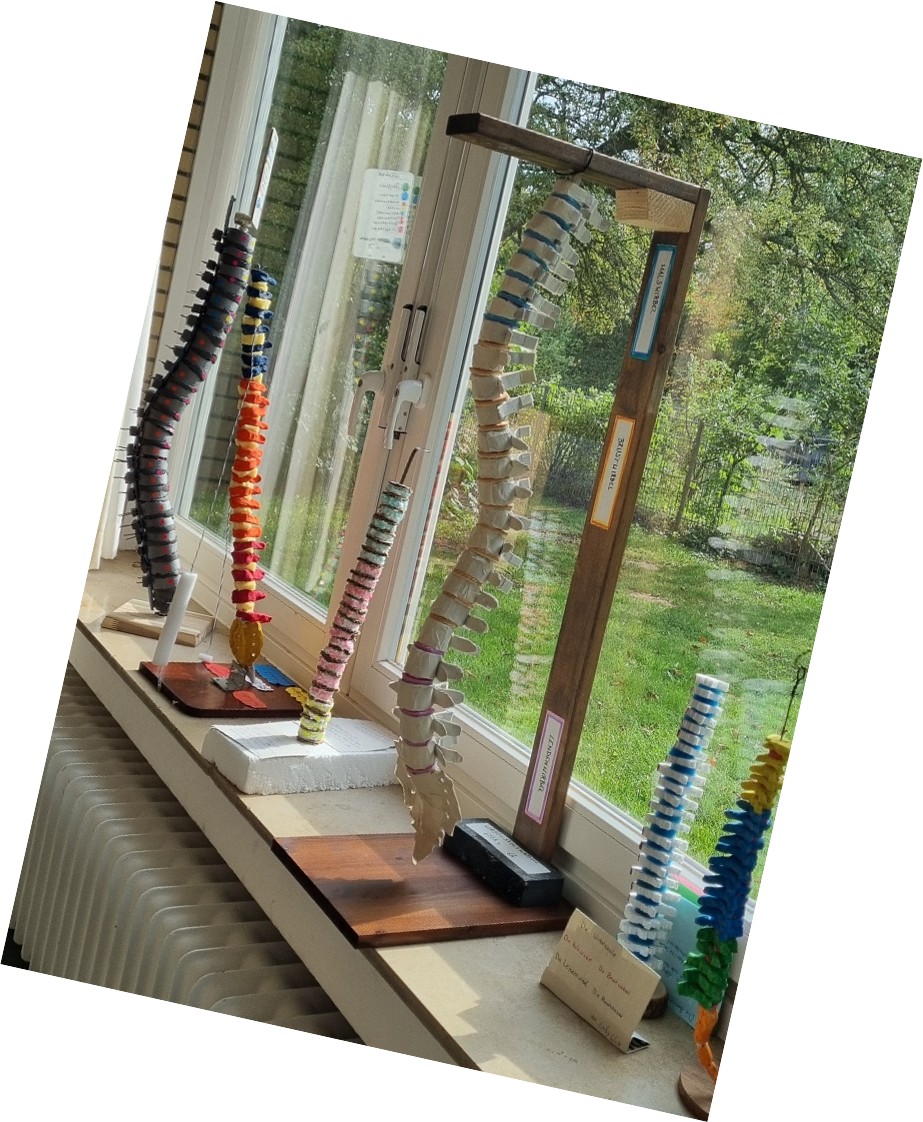Sechs Wirbelsäulenmodelle in verschiedenen Farben und Materialien stehen aufgereiht auf einer Fensterbank.